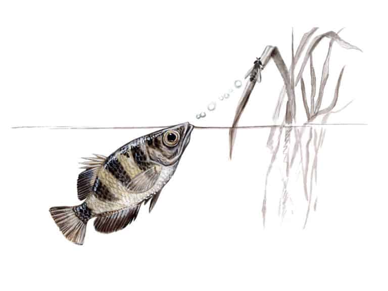 Archerfish shooting