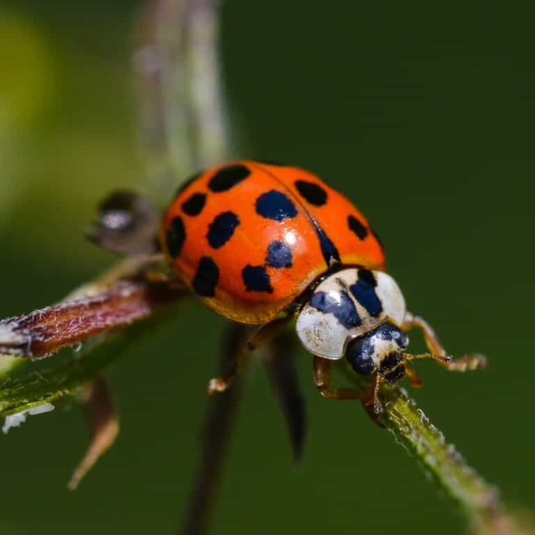 Asian lady beetle on twig