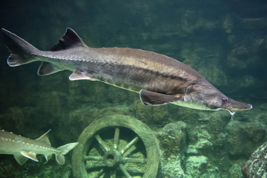 Atlantic Sturgeon on ocean floor