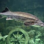 Atlantic sturgeon