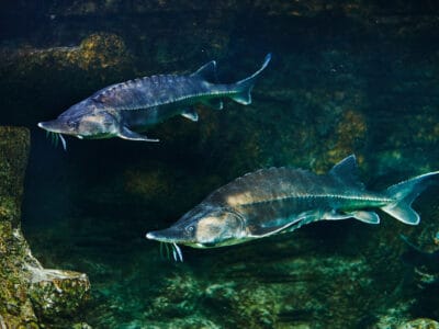 A Atlantic Sturgeon