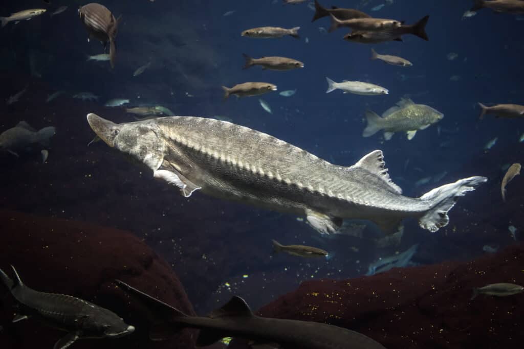 Atlantic Sturgeon surrounded by smaller fish