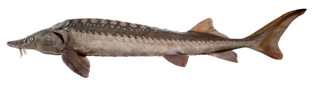 Atlantic Sturgeon on white background