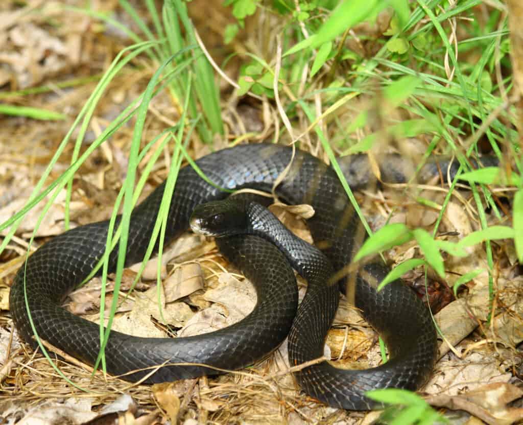 The Black Eastern Rat Snake in its habitat