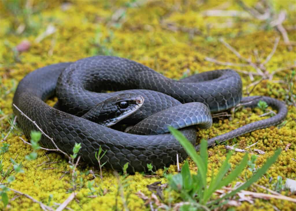 A black racer snake coiled on the ground. 