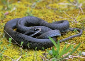 Alabama Garden Snakes: Identifying the Most Common Snakes in Your Garden Picture