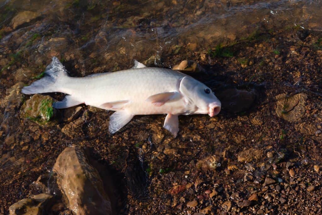 A buffalo fish on land. 