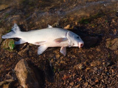 A Buffalo Fish