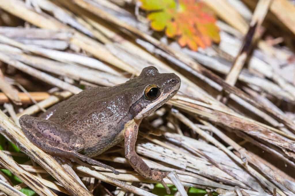 Cajun Chorus Frog