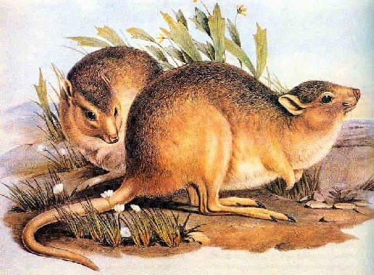 Desert Rat-kangaroo