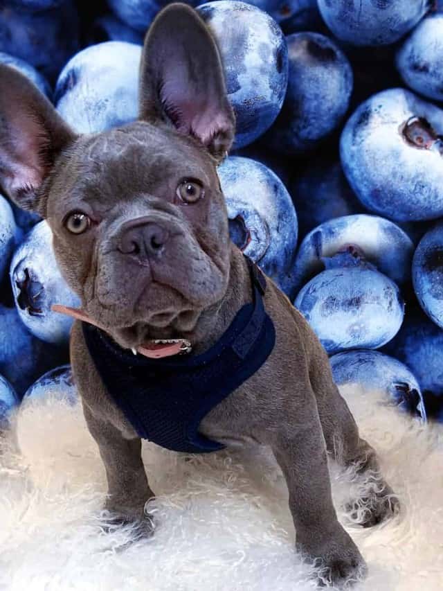 can dobermans eat blueberries