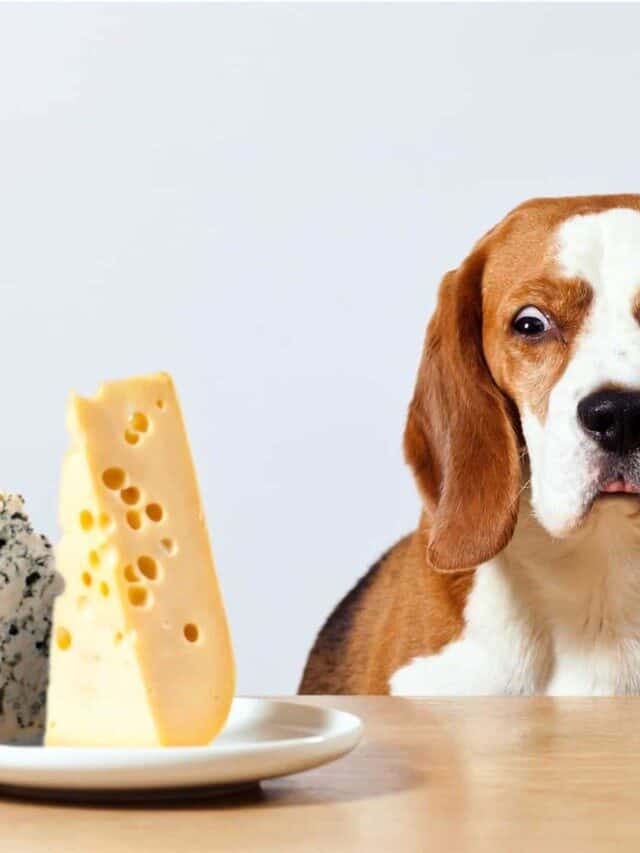 can dogs eat vegan cheese