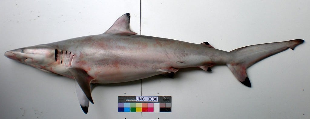 Spinner shark