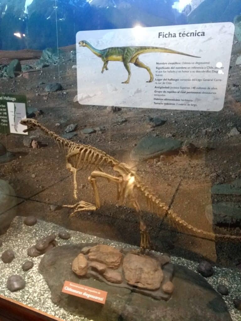 Chilesaurus diegosuarezi.jpg skeleton on display