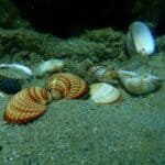 Heart cockle