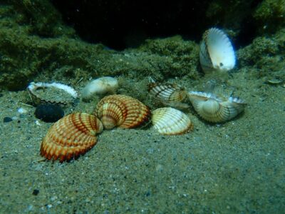 Cockles underwater