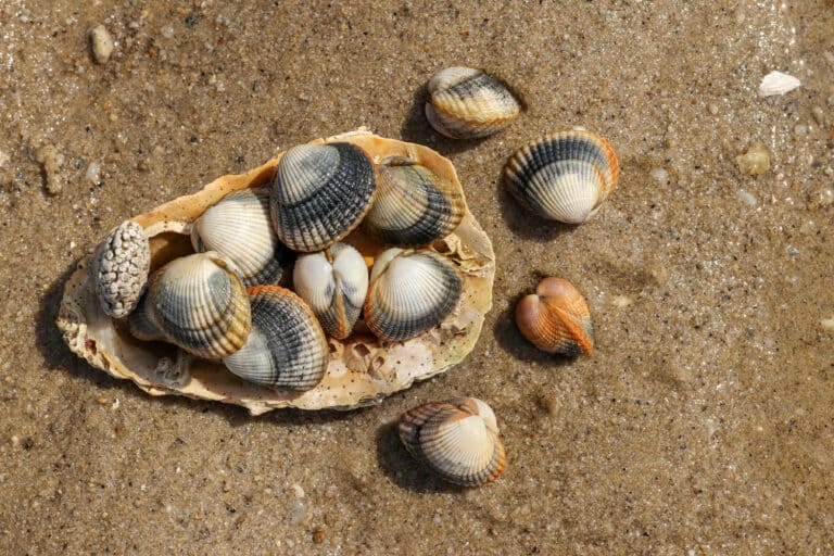 Common cockles piled on a shore