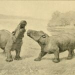 Coryphodon