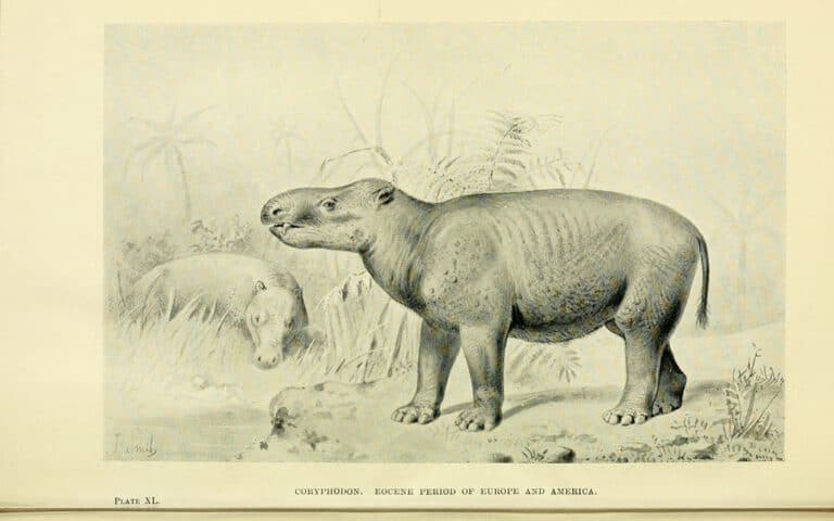 A Coryphodon, an extinct mammal and pantodont