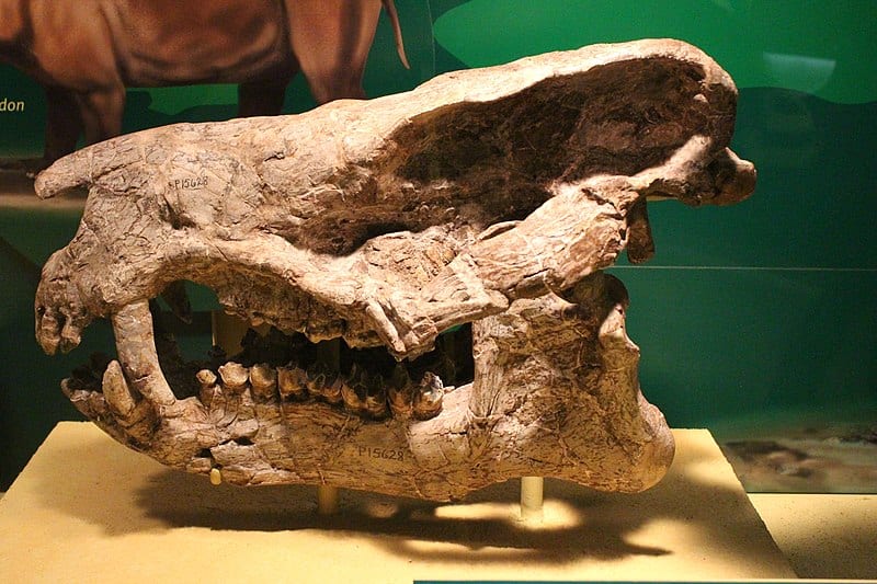 The skull of a Coryphodon
