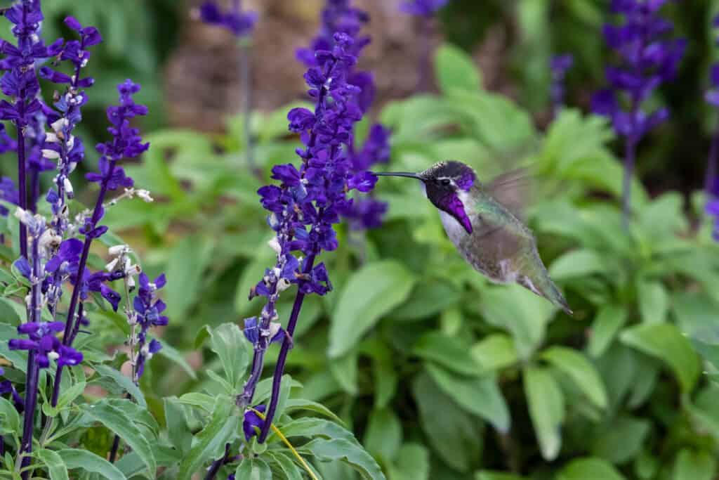 Costa's Hummingbird in flight