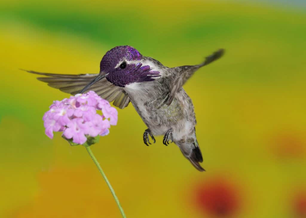 Costa's Hummingbird