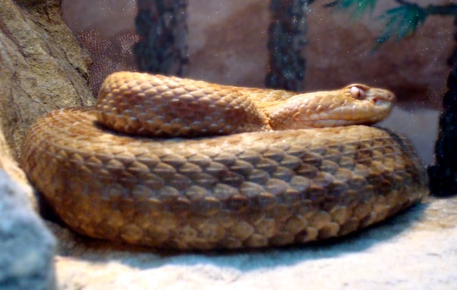 Querétaro Dusky Rattlesnake