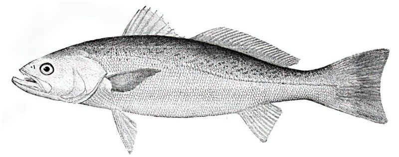 Weakfish is the official state fish of Delaware 