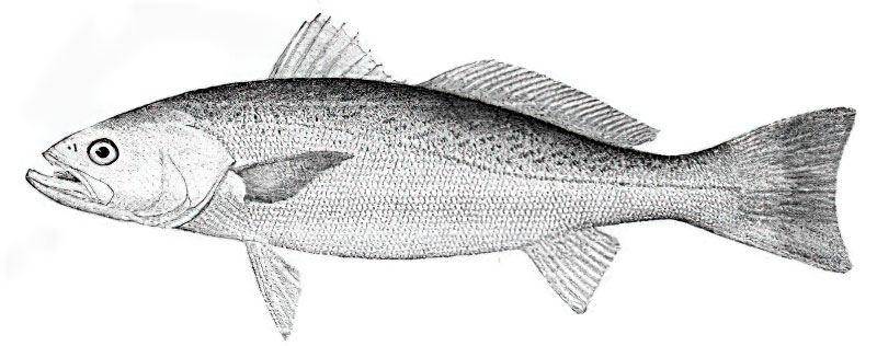 Weakfish