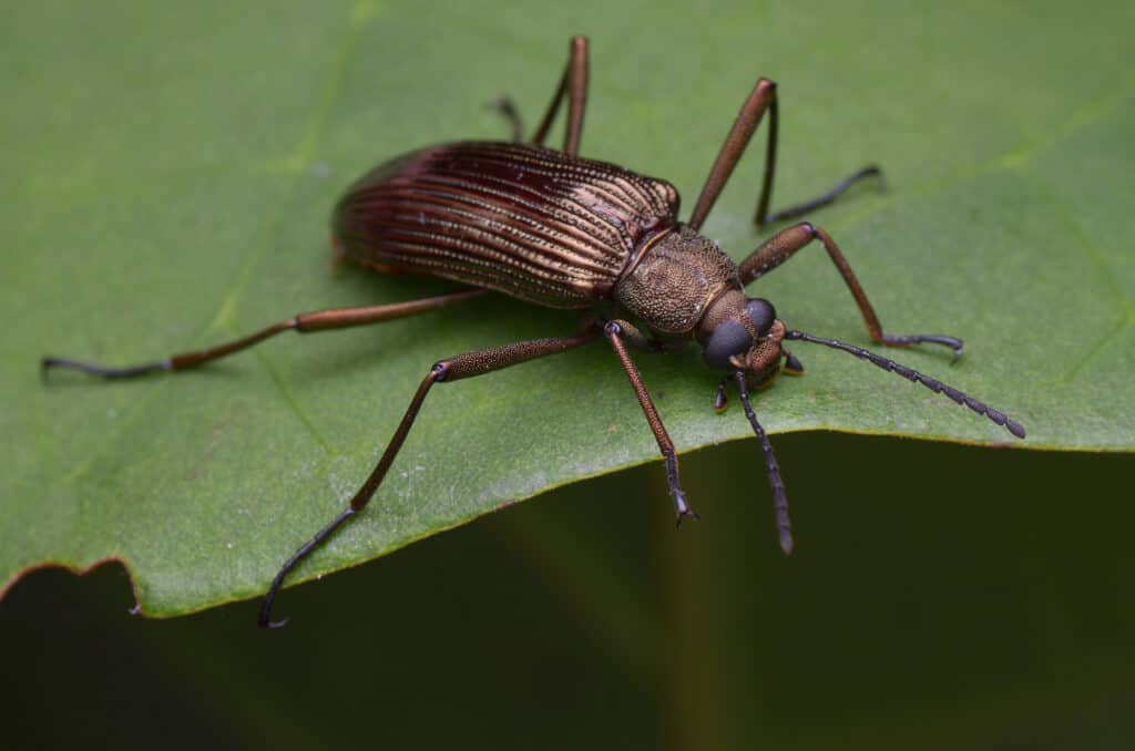 Darkling Beetle