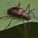 Darkling beetles