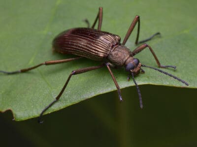 A Darkling Beetle