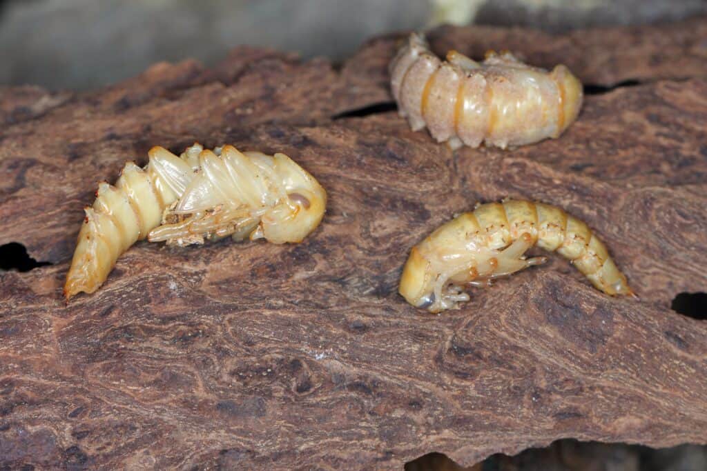 darkling beetles life cycle