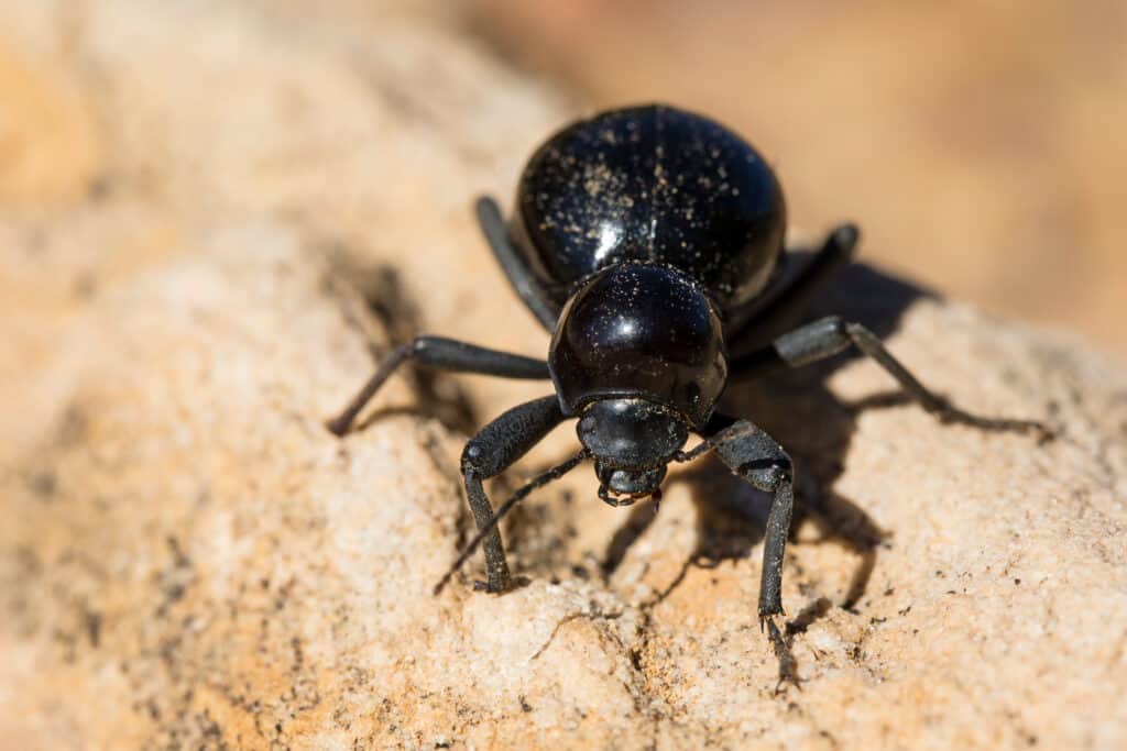 Darkling Beetle