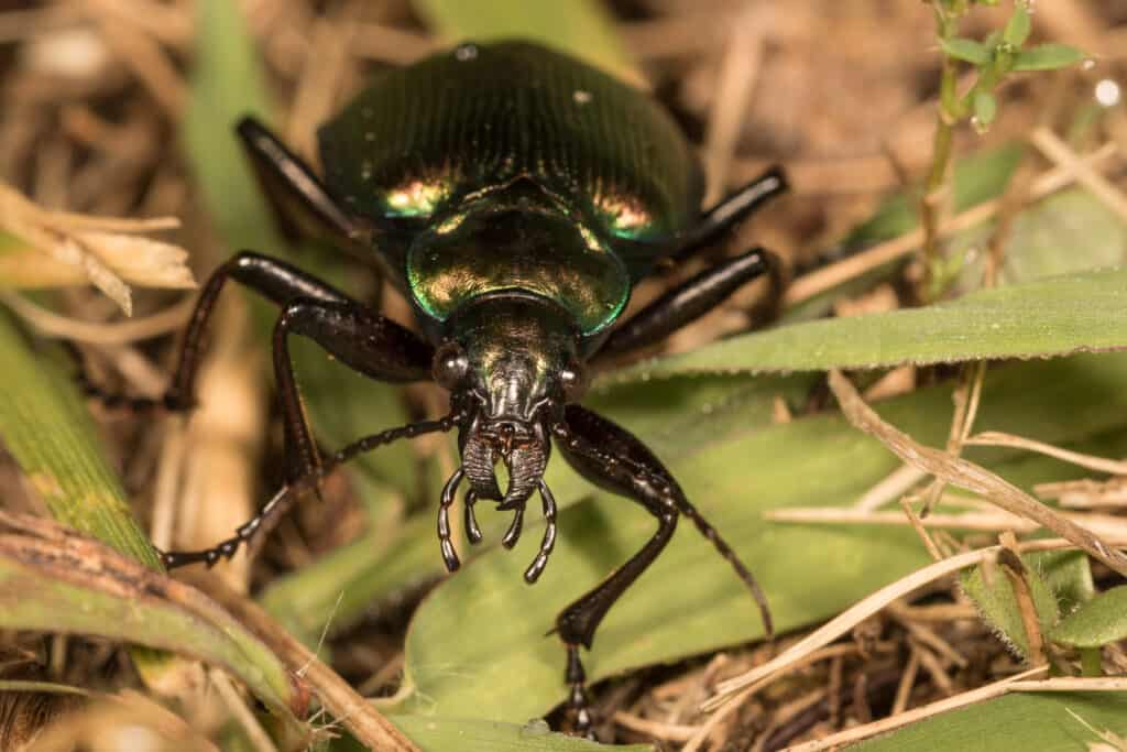 Darkling,Beetle,With,Green,Rim,-,Front