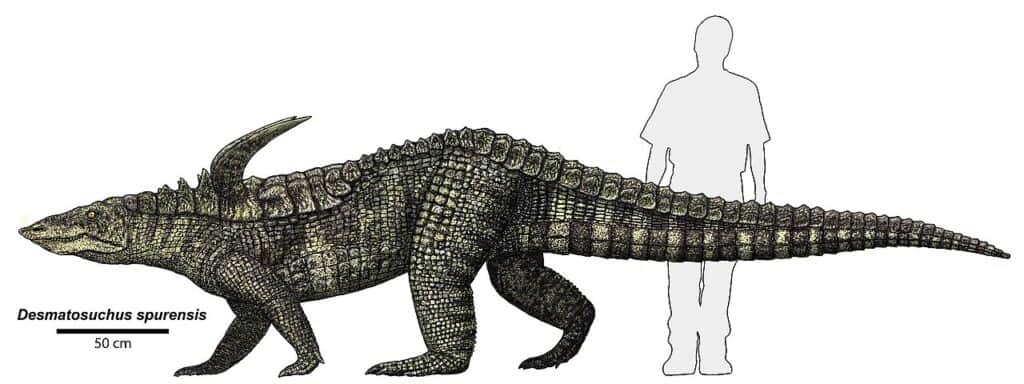 Desmatosuchus spurensis