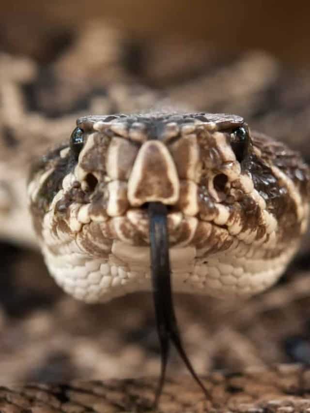 Discover 3 Types of Rattlesnakes in Alabama Cover image