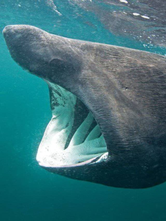 Basking Shark Eating Plankton