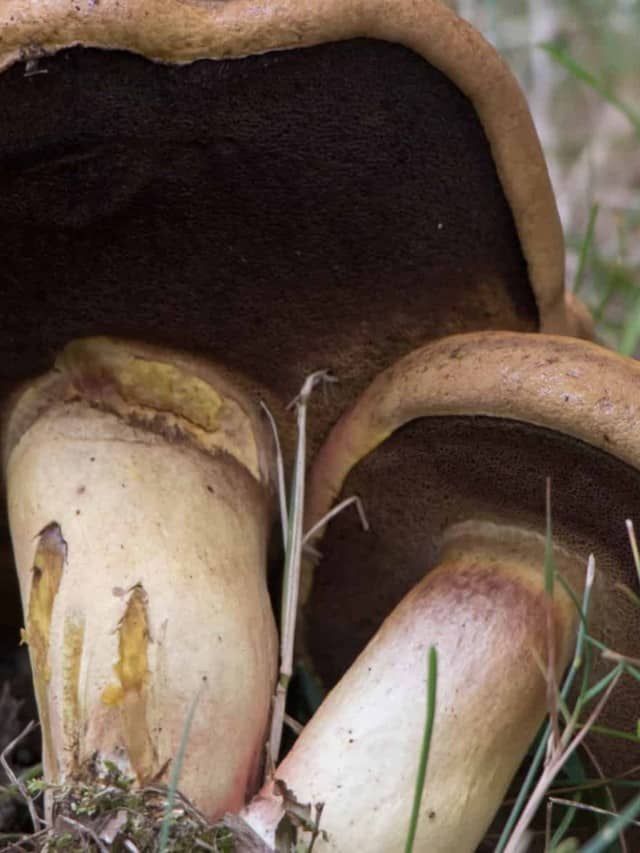 discover-the-largest-mushroom-ever-grown-az-animals