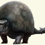 Glyptodont