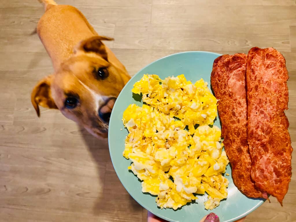 Frame right: seafood green plate covered with scrambled eggs on the left and Canada bacon on the right. One red polished thumb nail is all that can be seen holding the plate, as a tan dog looks on longly from below the plate, frame left. a wooden floor (appears to be a laminate) makes up the background. 