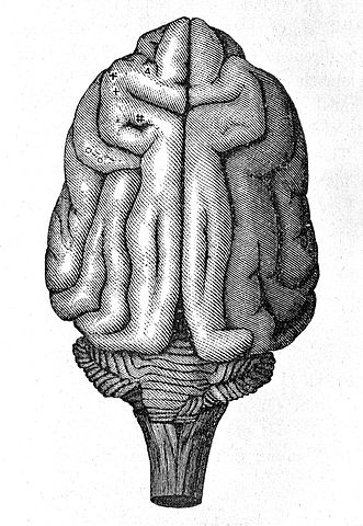 Brain of a monkey