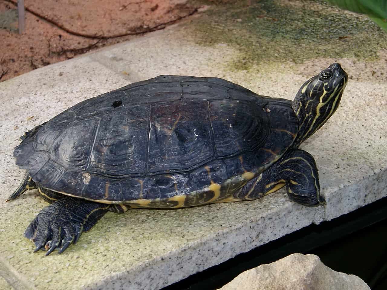 8 Incredible Turtles in Oklahoma - Wiki Point