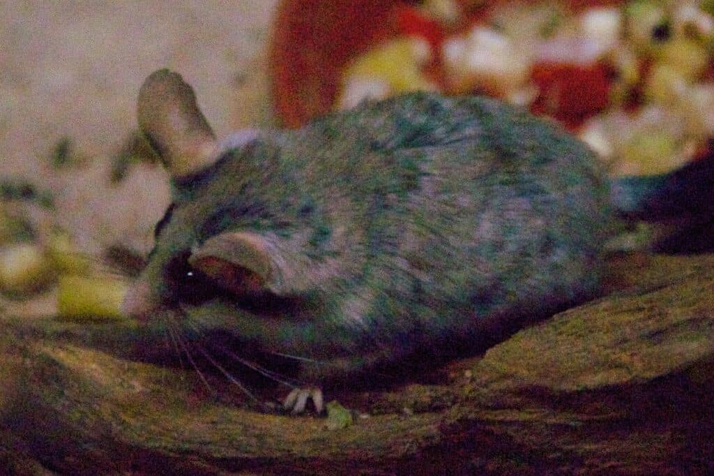 Desert Dormouse