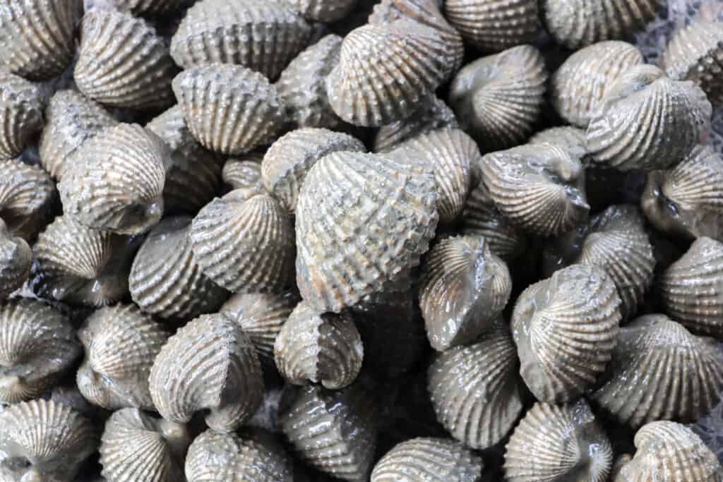 A closeup shot of fresh cockles