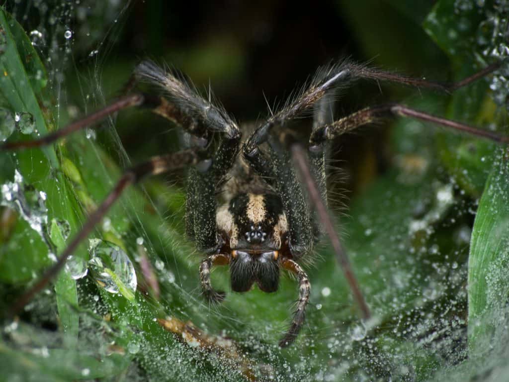 largest spiders iowa