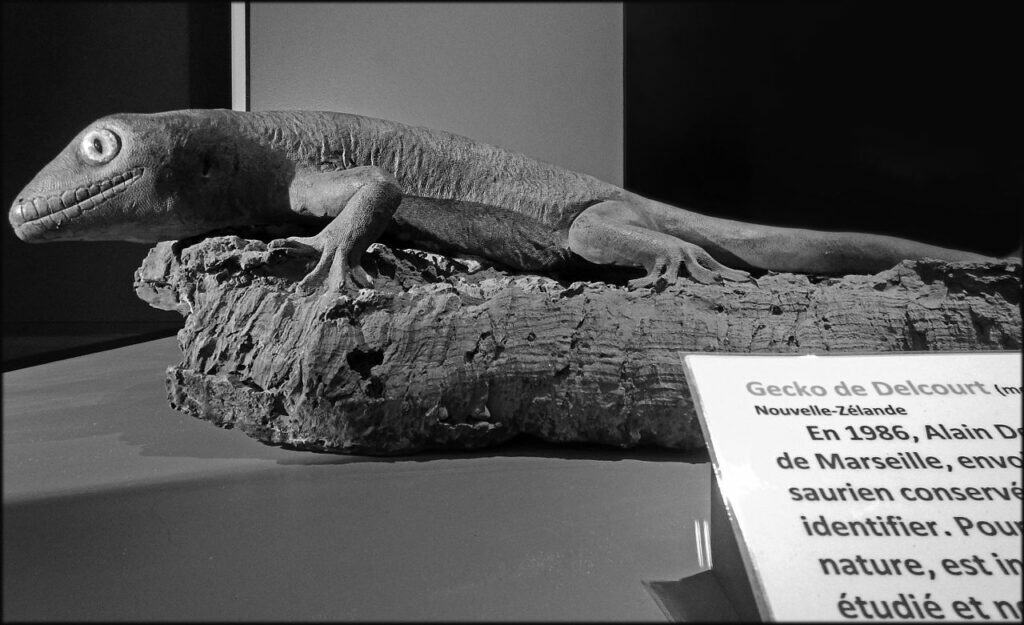 Delcourt's Giant Gecko