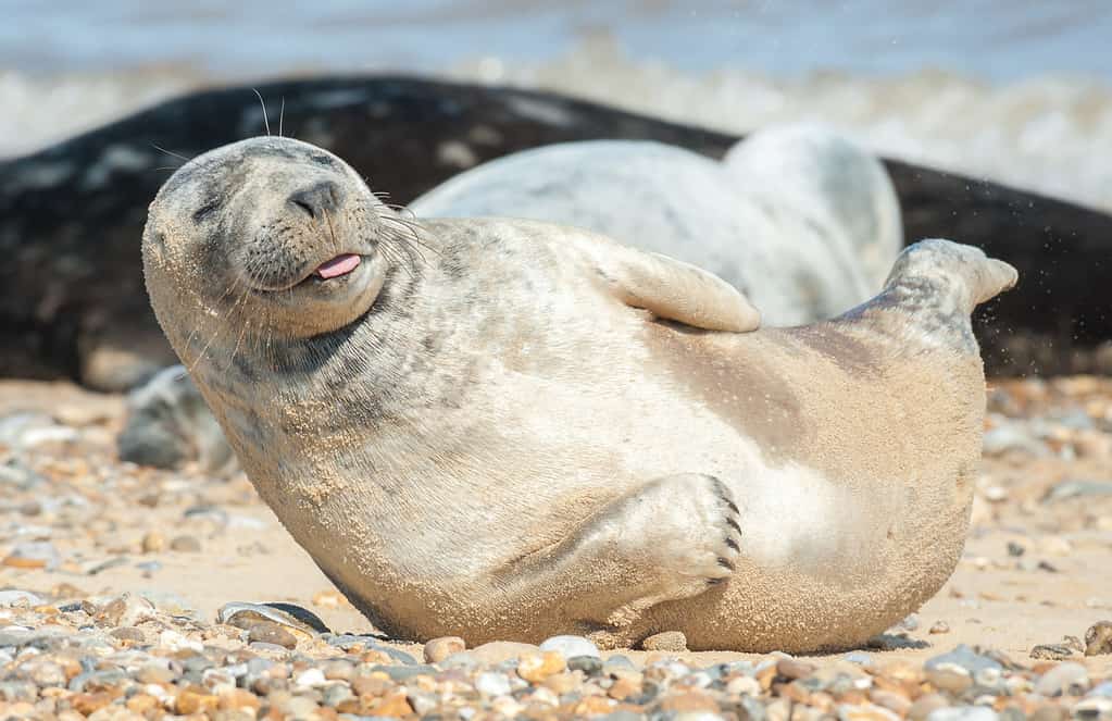 seal pup with a happy expression basking on a stony beach