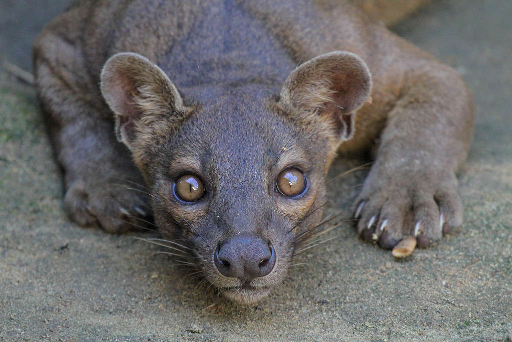 Ferocious, fearsome and fascinating, the fossa is Madagascar's top native predator. Photographed at Kirindy Forest.