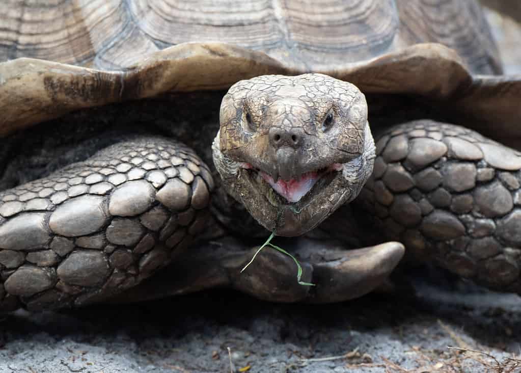 African spurred tortoise (Sulcata tortoise) with sand colored carapace is showing its pink tongue as a piece of grass falls from its mouth.